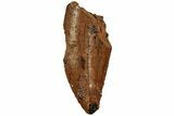 Serrated, Raptor Tooth - Real Dinosaur Tooth #216552-1